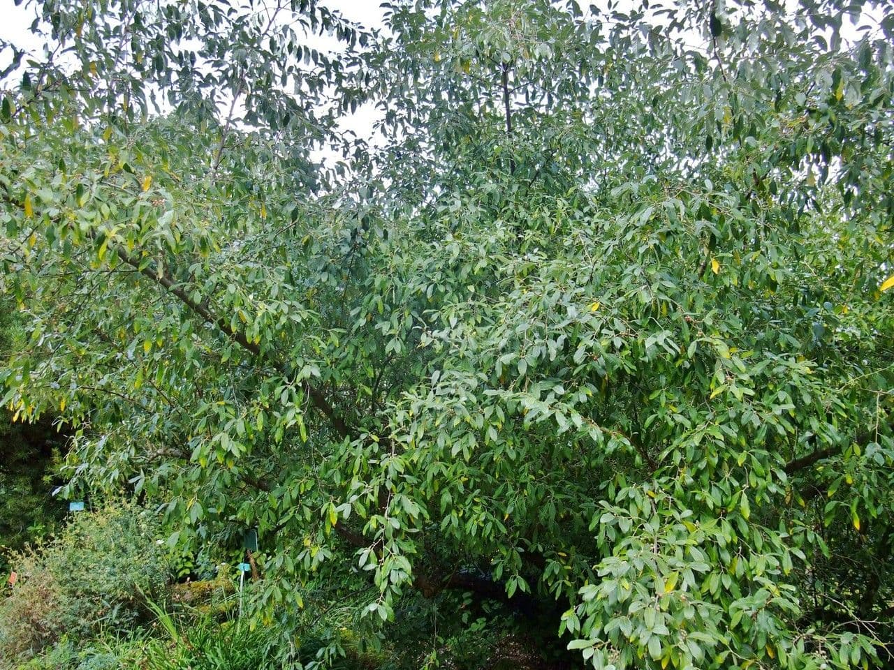 Kleinblättrige Ölweide 2