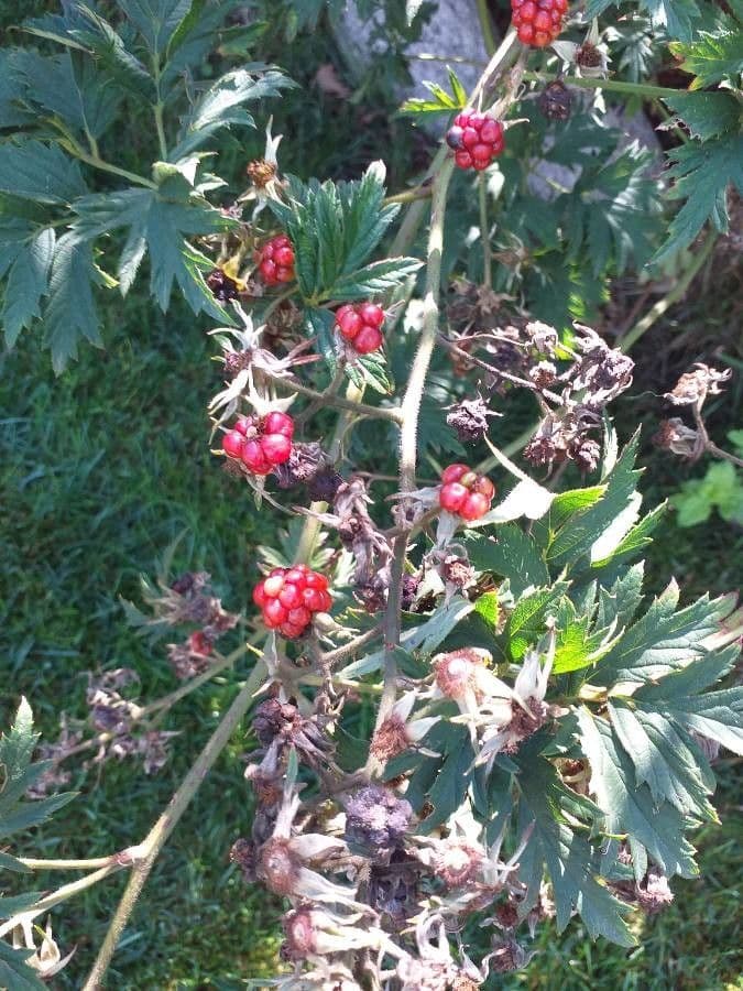 Schlitzblättrige Brombeere 3
