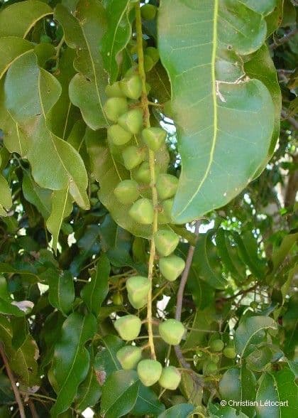 Elattostachys