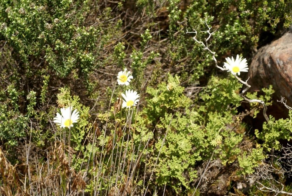 Strahlenkäppchen 6