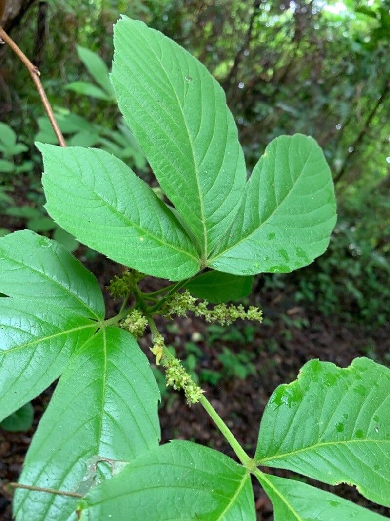 Allophylus racemoso 2