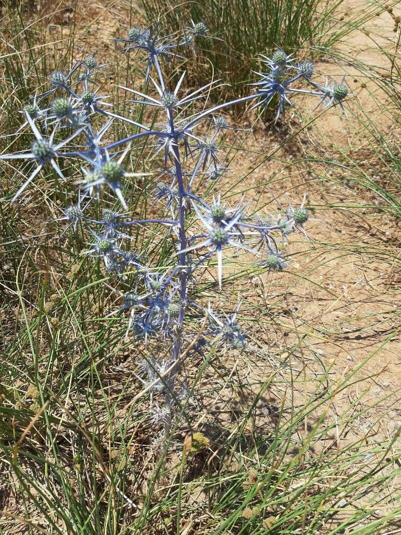 Panicaut d'améthyste