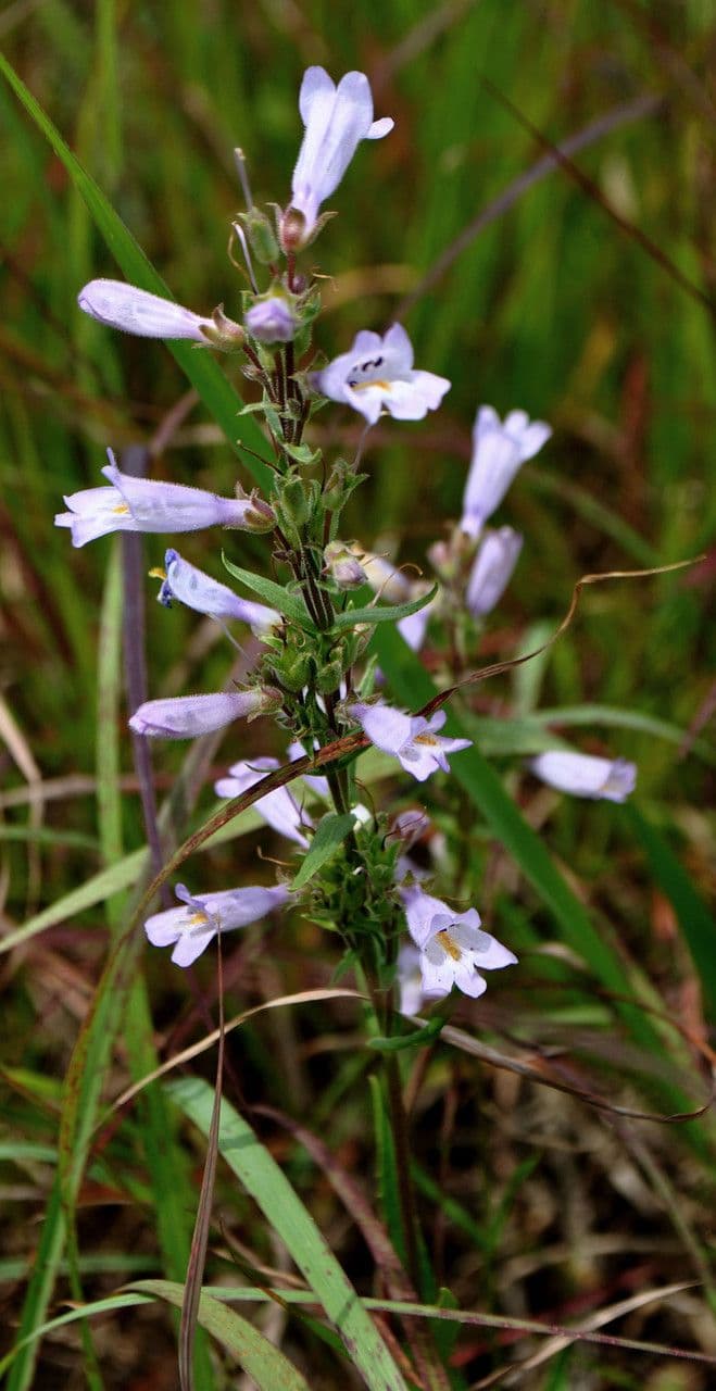Penstemon gracile 9