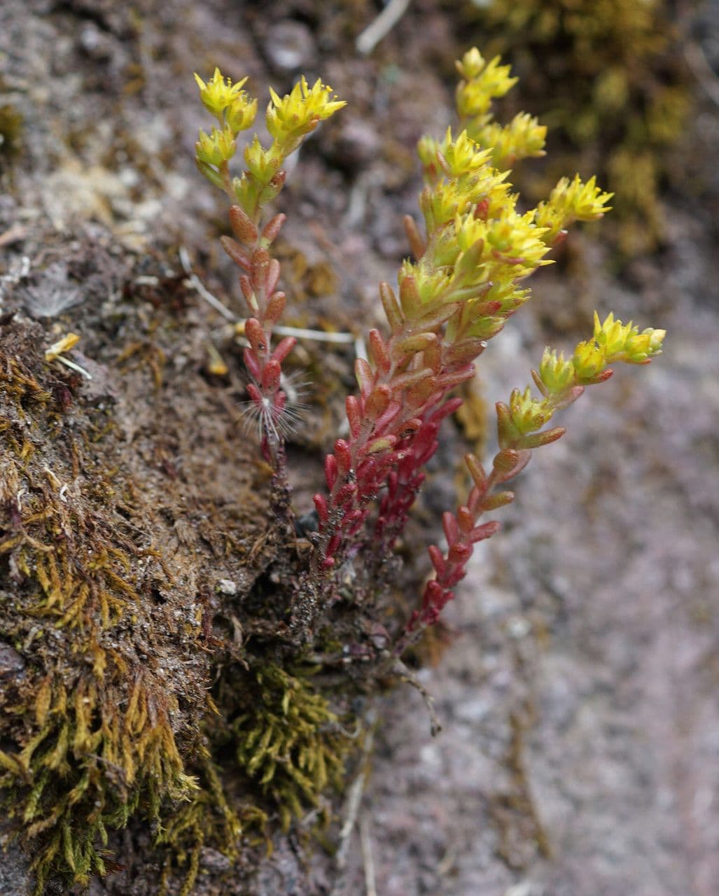 Borracina annuale 10