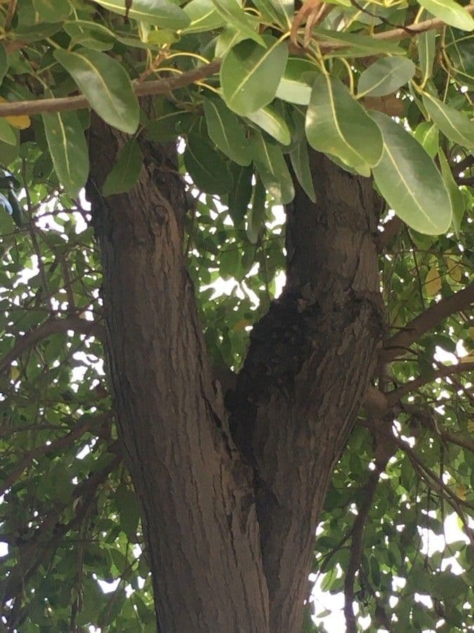 Tabebuia bledá 25