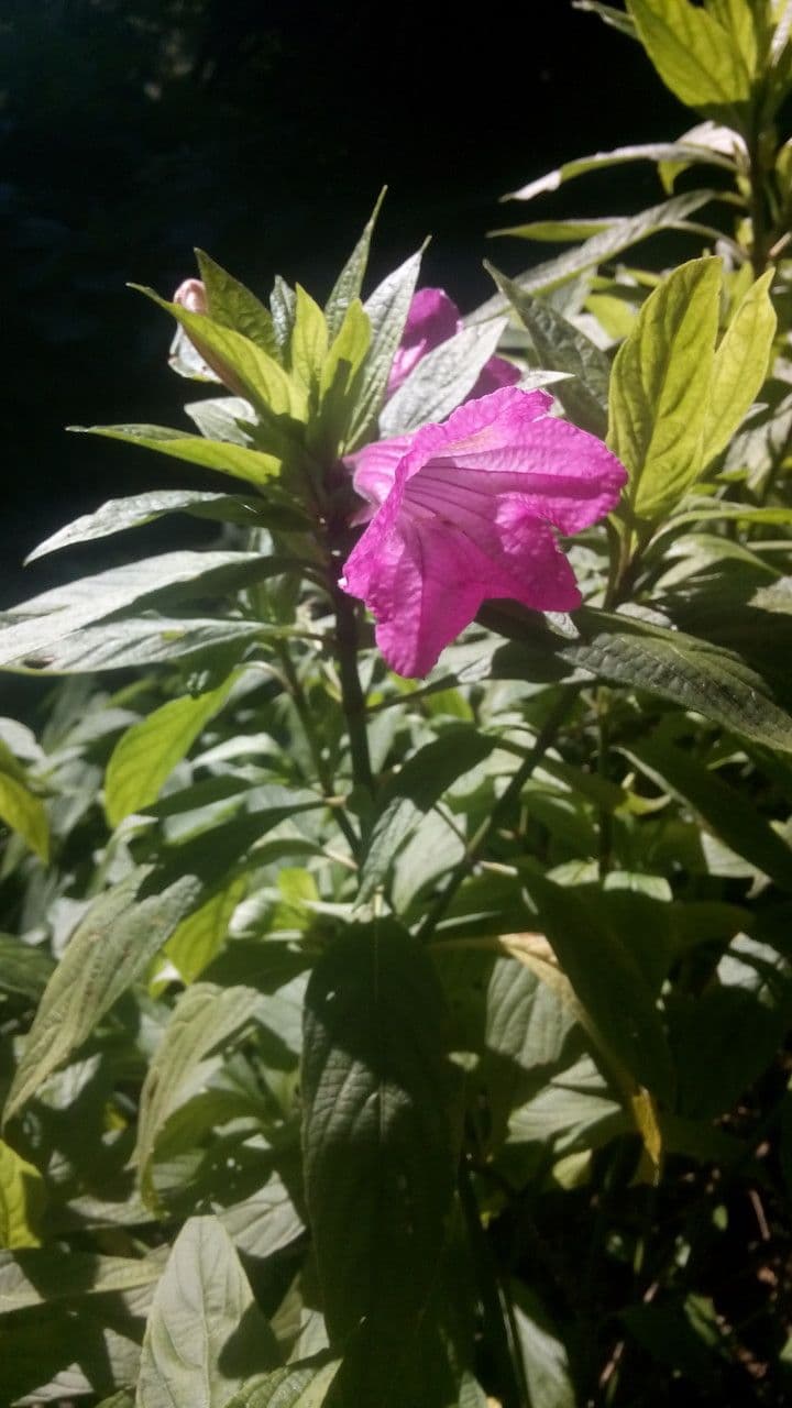 Fuchsie