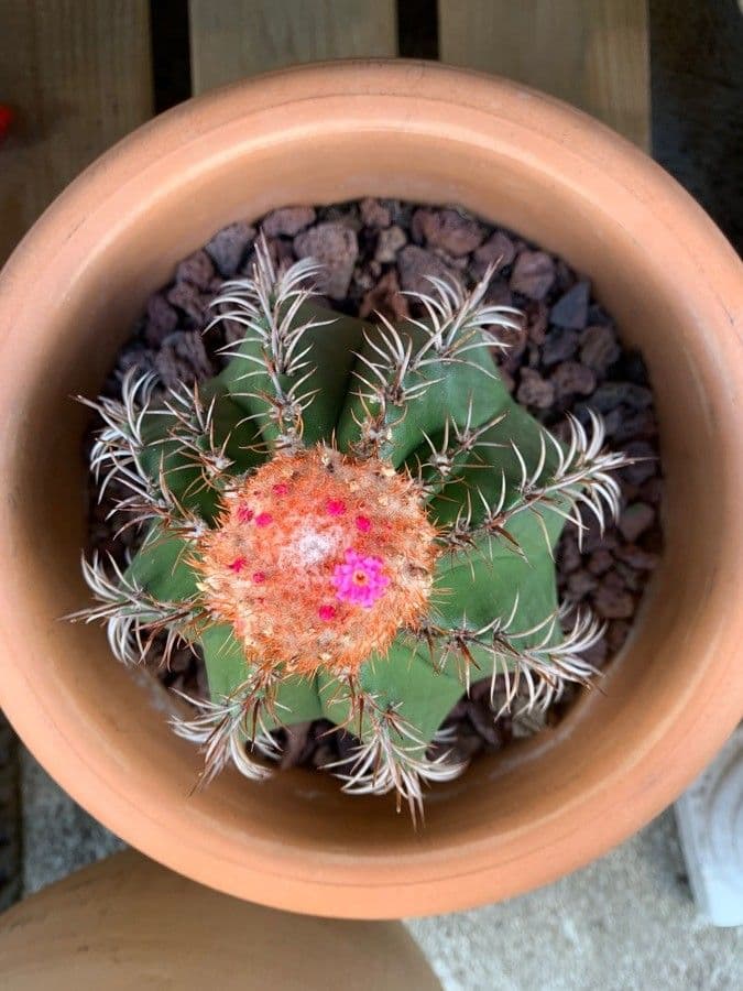 Melocactus nain 9