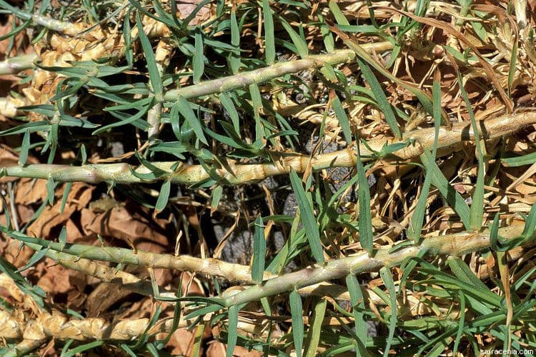 Kikuyu-Gras 8