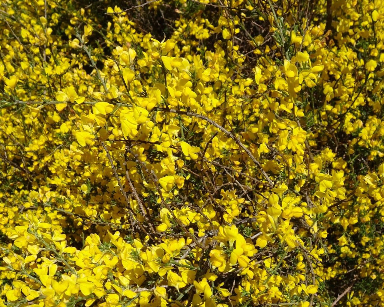 Haar-Ginster 30