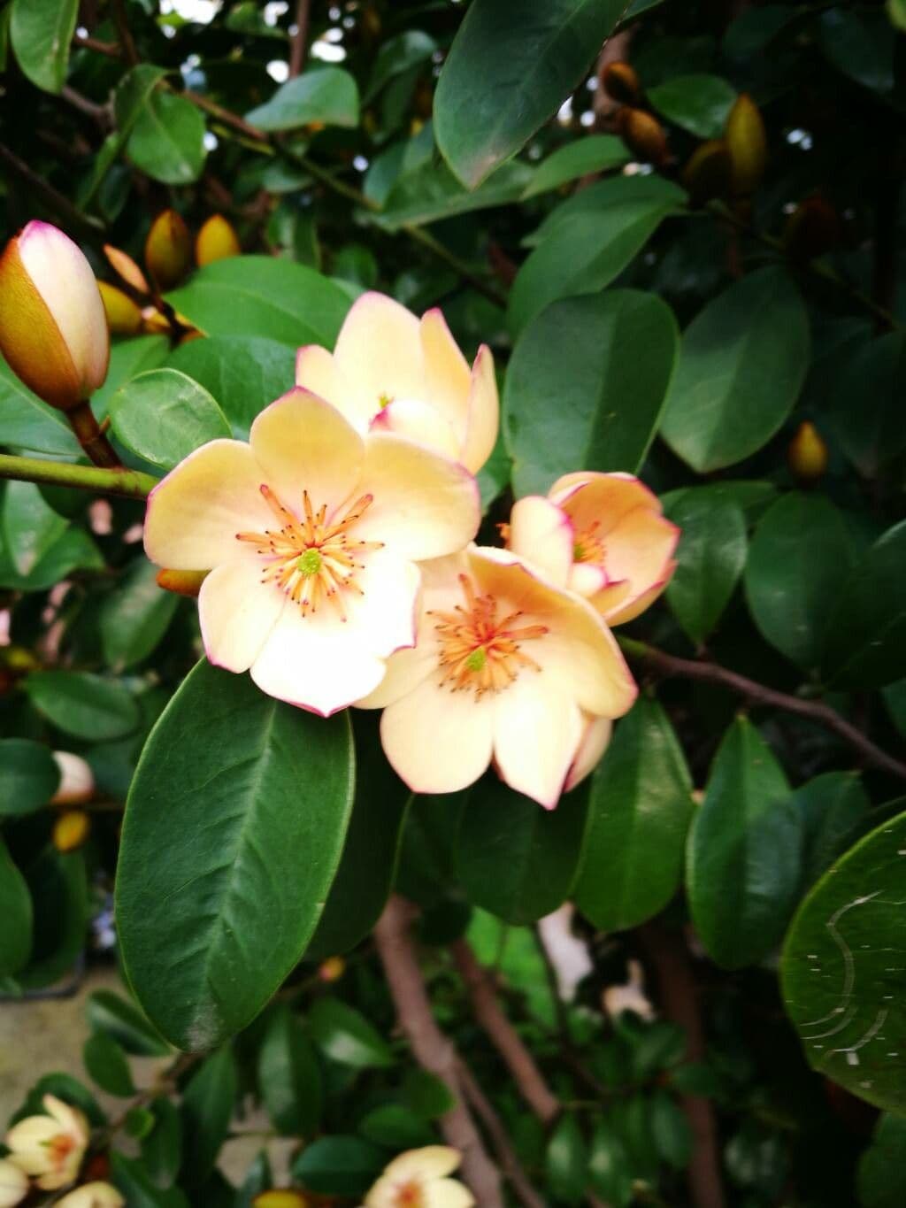 Magnolia 6