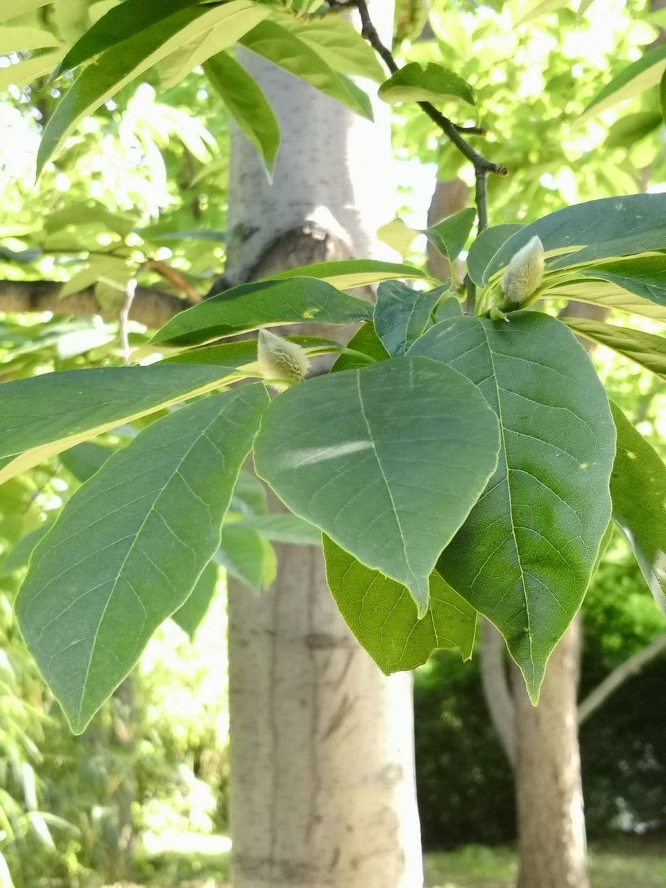 Magnolia amena 7