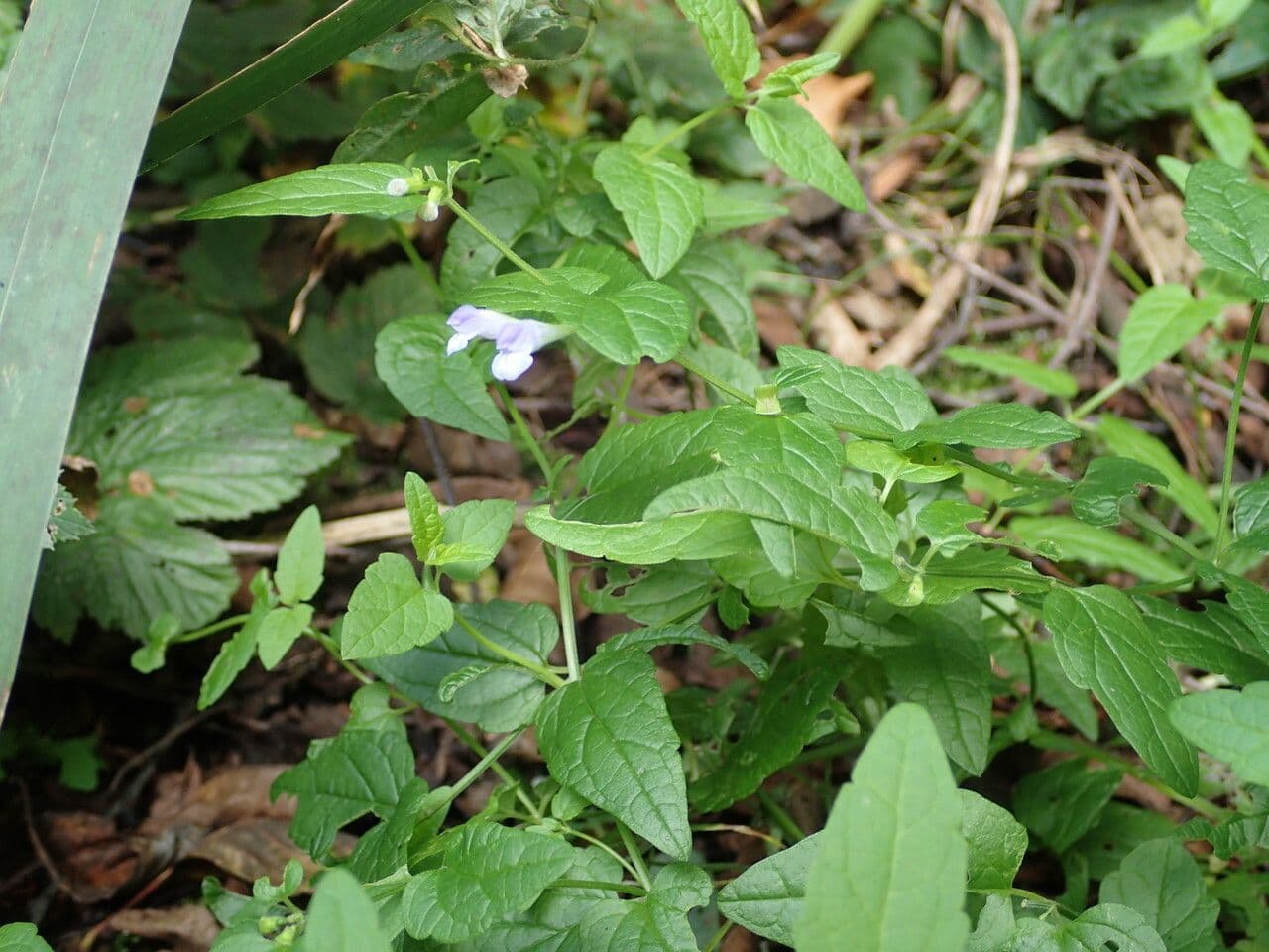 Scutellaria comune 13
