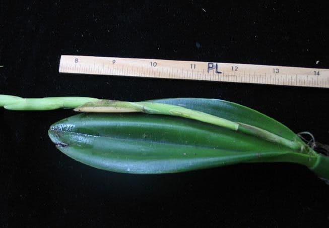 Epidendrum ciliato 26