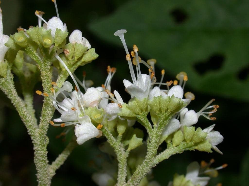 Callicarpa 8