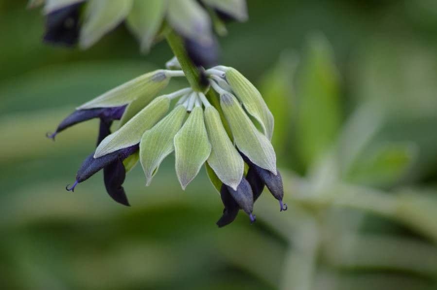 Salvia 6