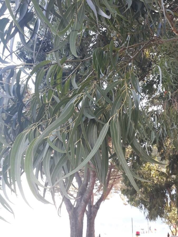 Blauer Eukalyptus 18