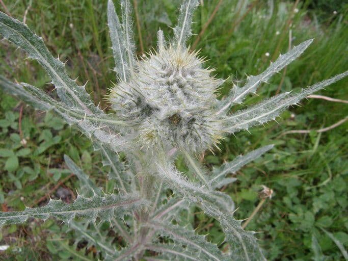 Hookers Distel