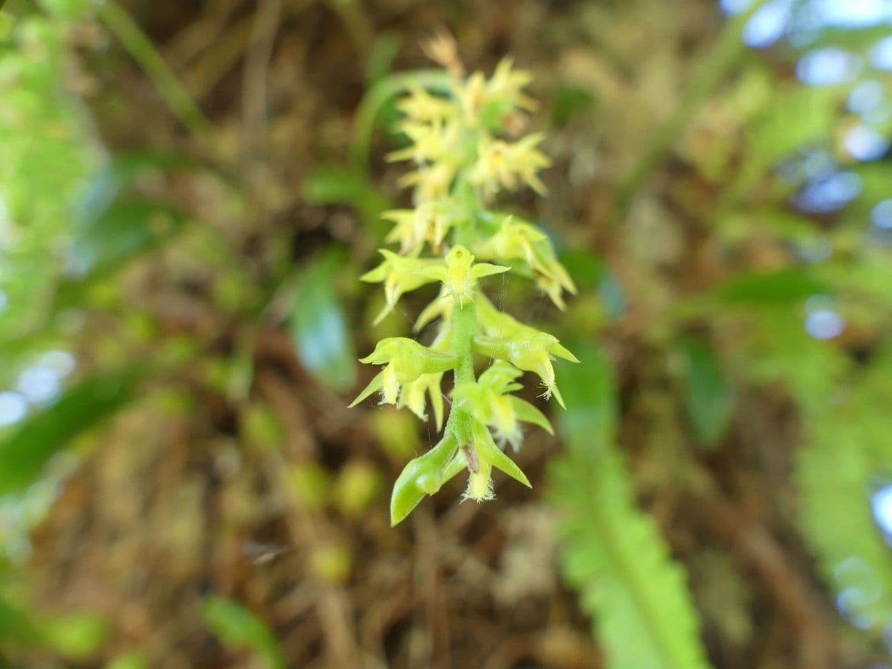 Bulbophyllum 2