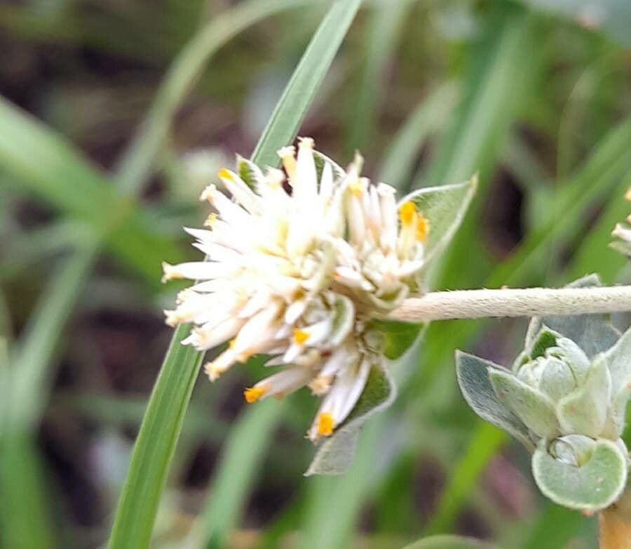 Yellow joyweed 4