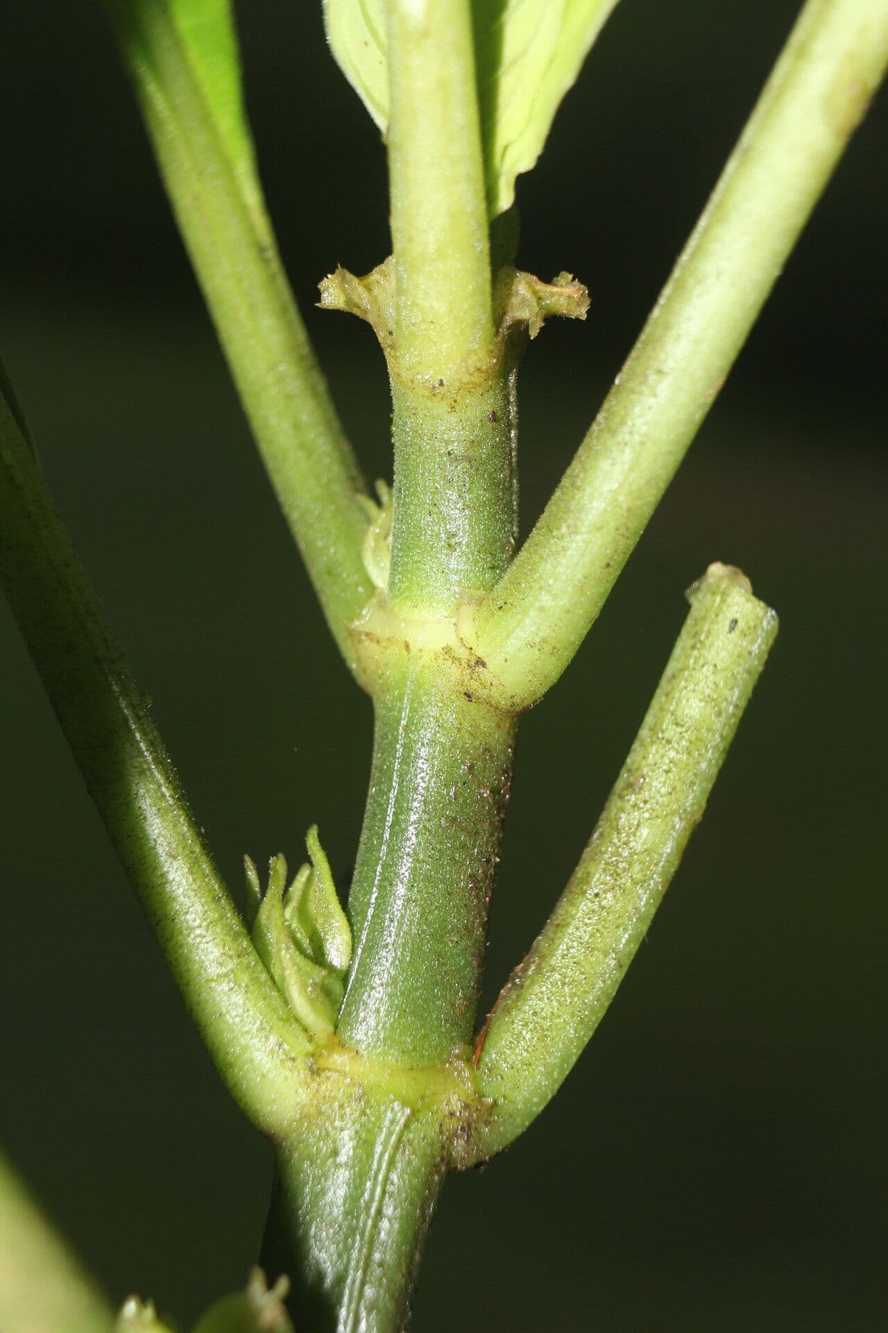 Notopleura 17