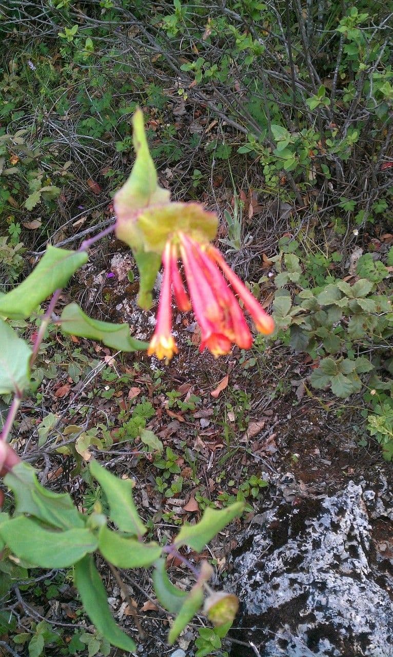 Caprifoglio 6