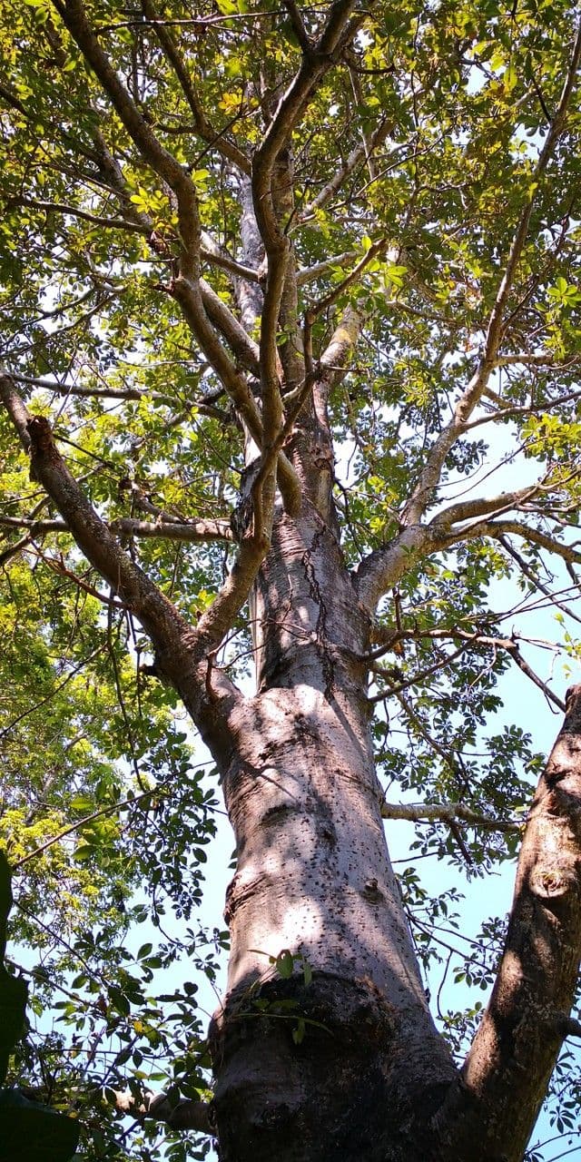 Korallenbaum