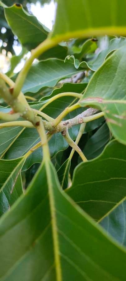 Magnolia champaca 25