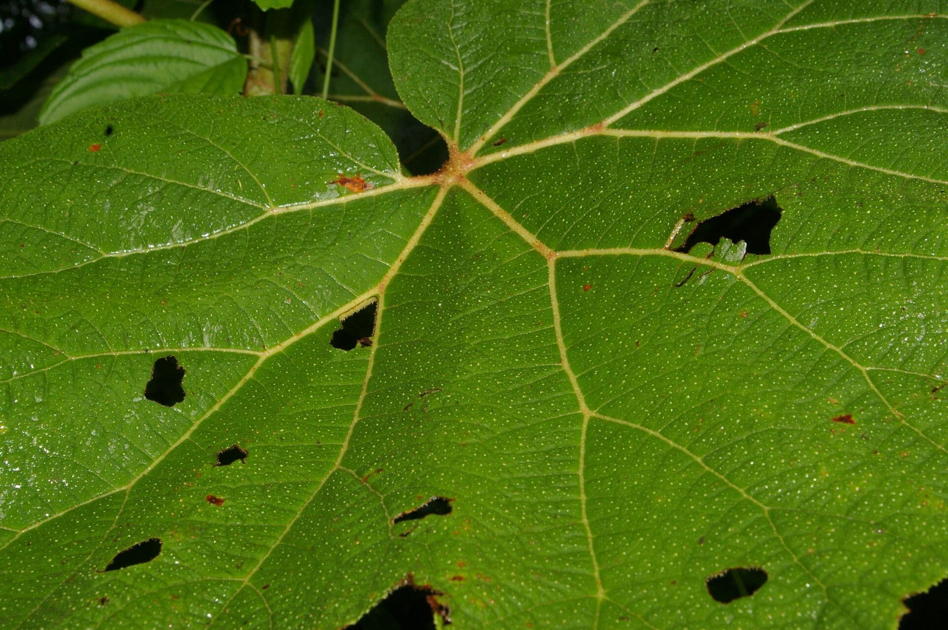 Begonia parviflora 8