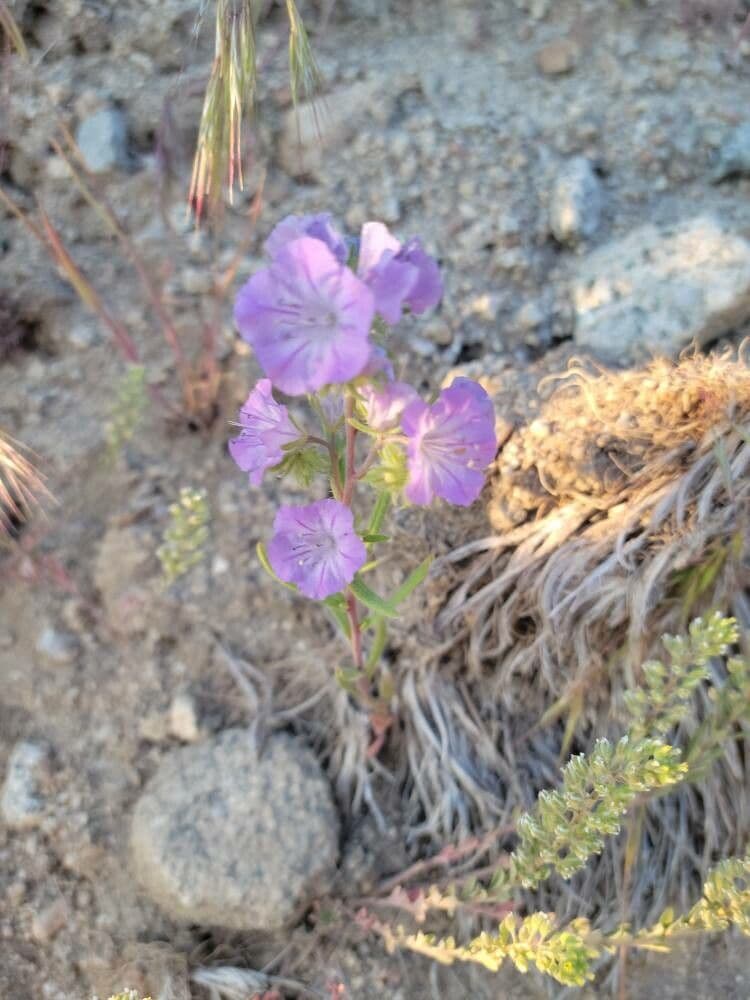 Linear-leaf phacelia 2