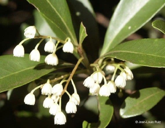 Elaeocarpus 3