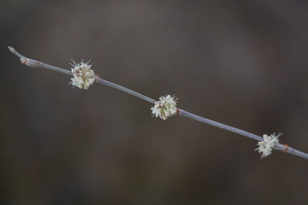 Eriogonum elongatum 3