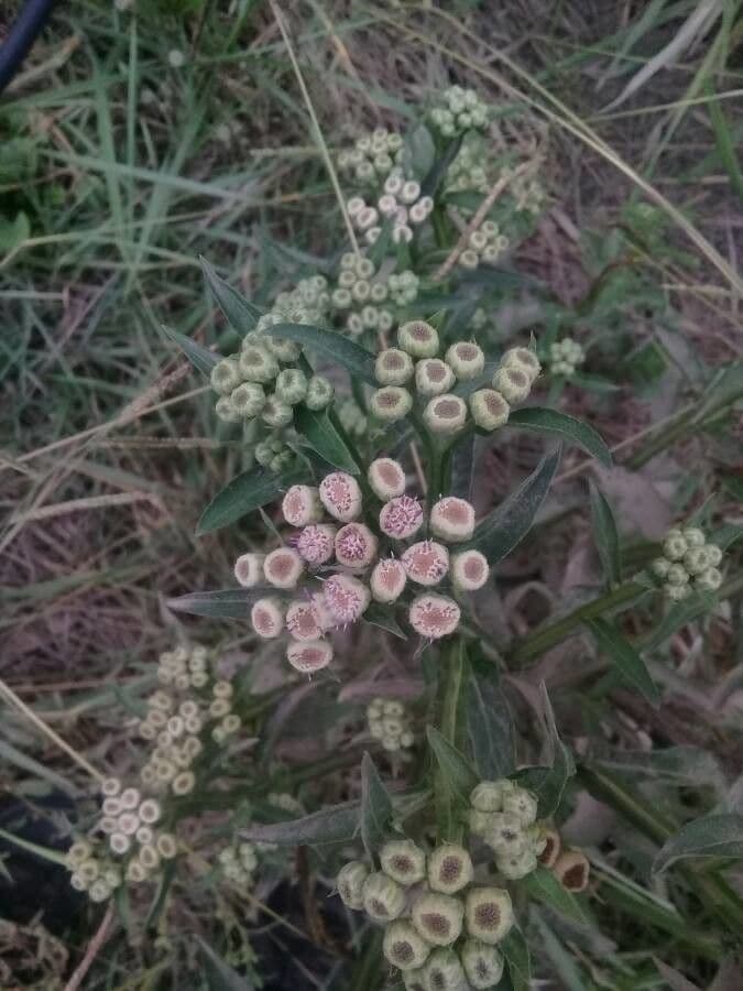 Cynoglossum dioscoridis 5