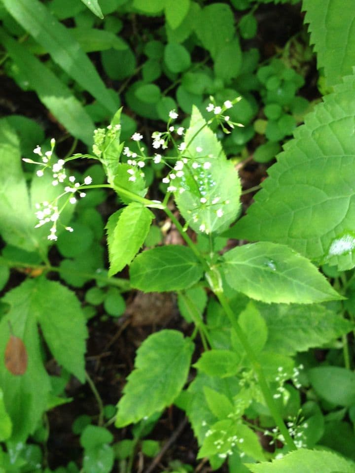 Criptotaenia canadensis 4