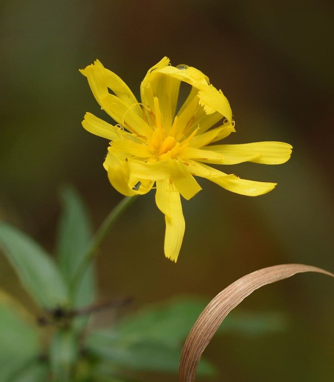 Hieracium paniculatum 2