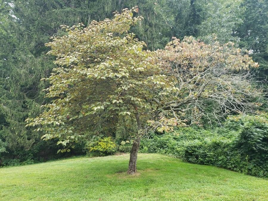 Kanadischer Judasbaum 13
