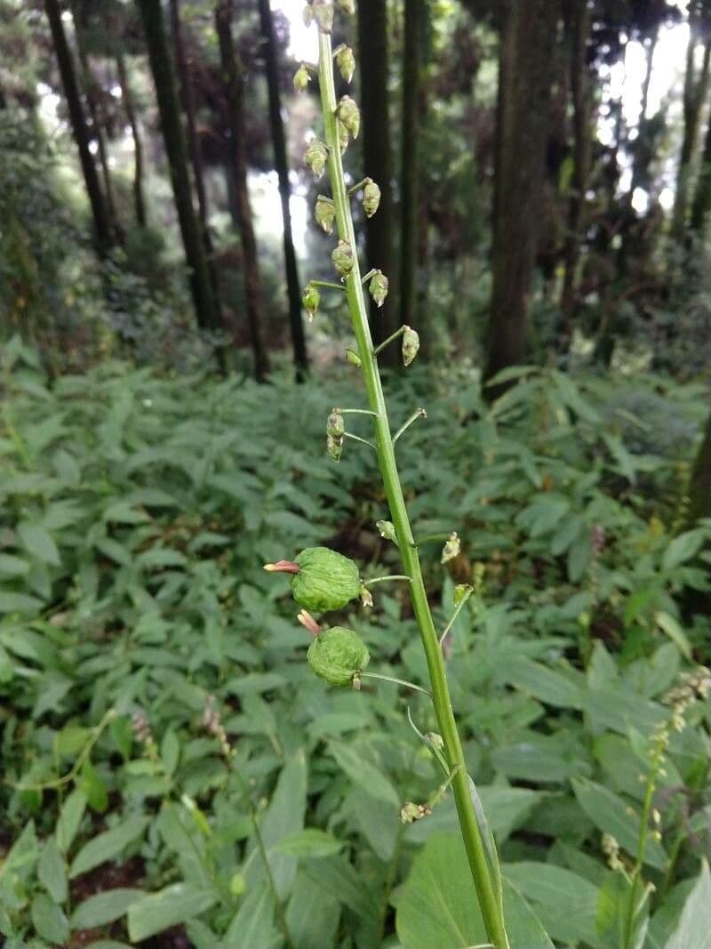 Globba racemosa