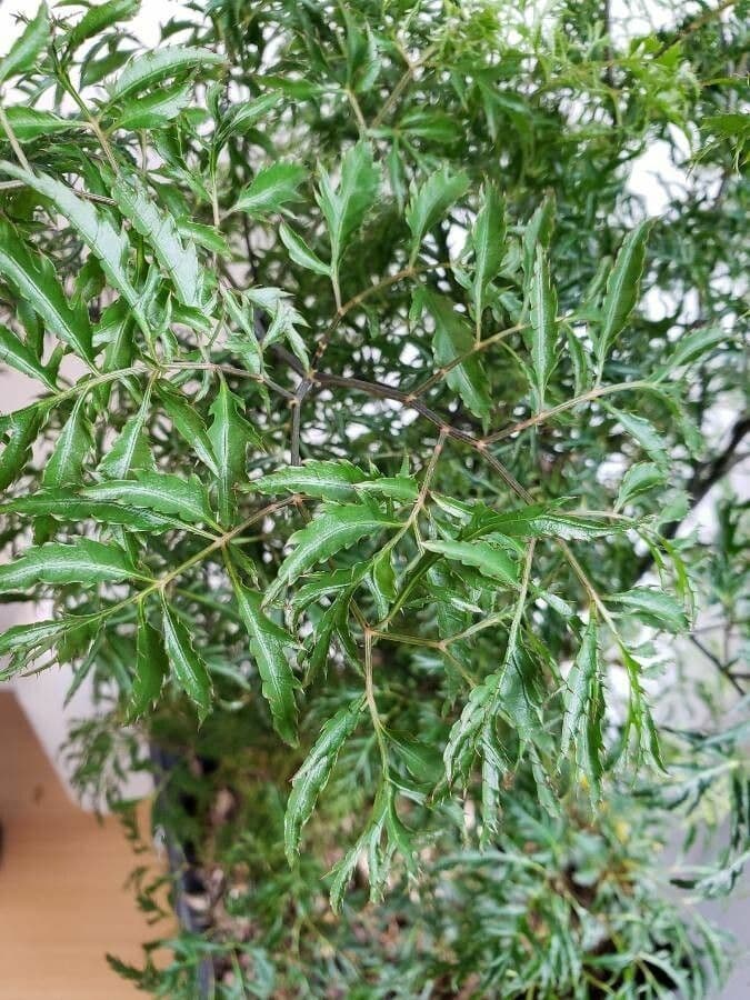 Aralia 14