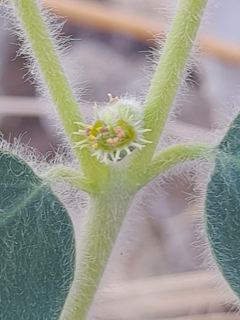 Petiolate Spurge 6