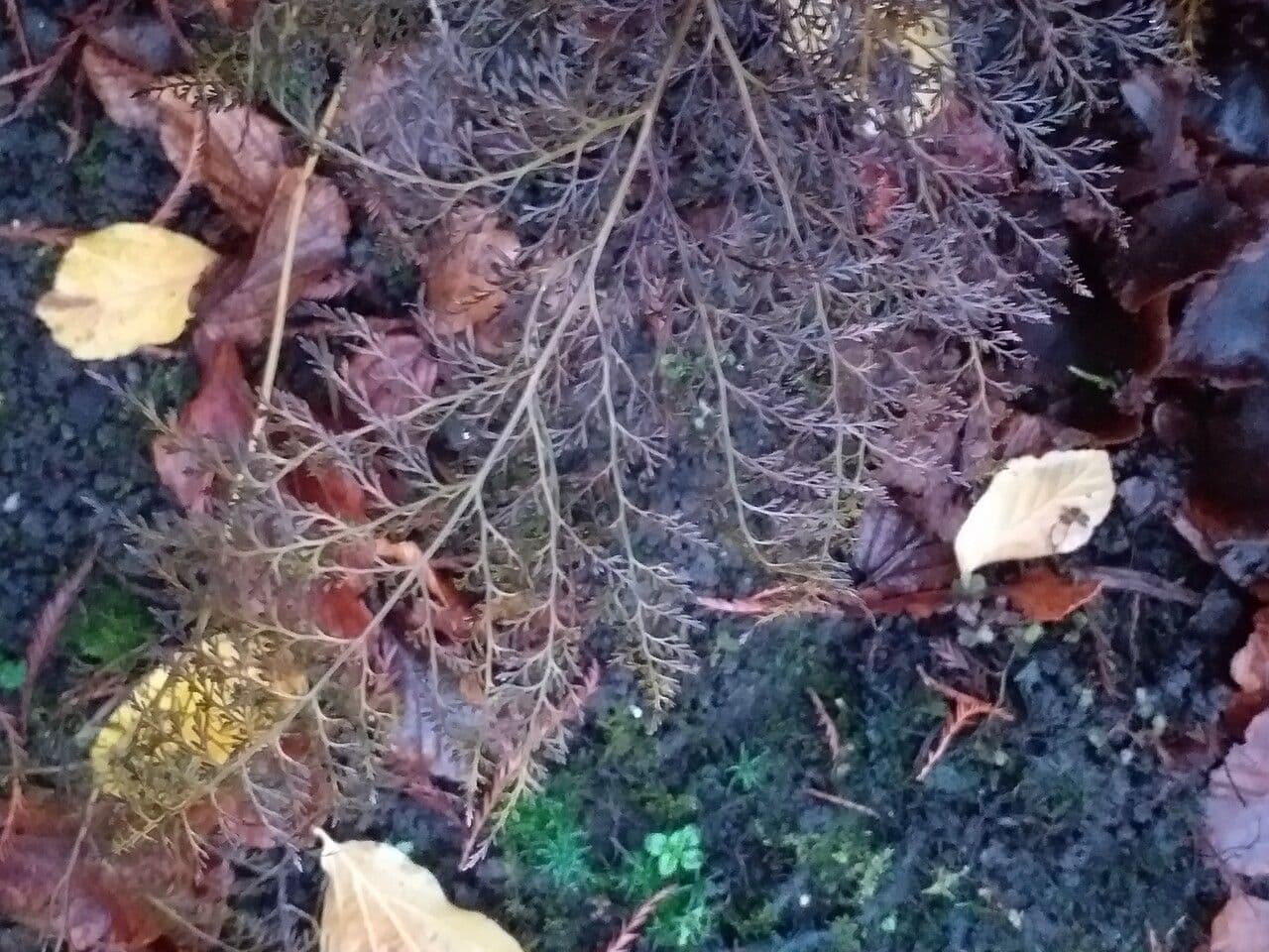 Onychium japonské 10