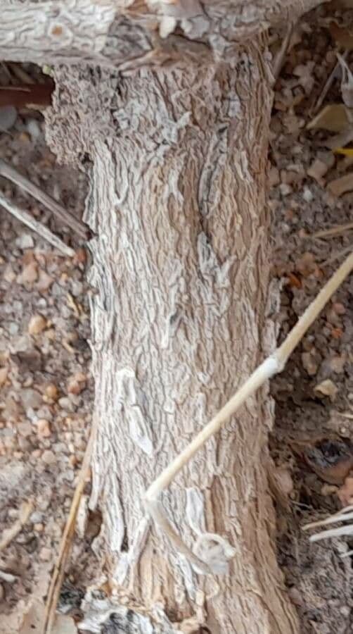 Atriplice ondulata 9