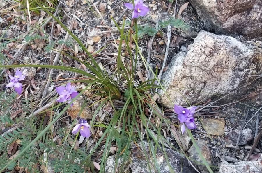 Patersonia 6