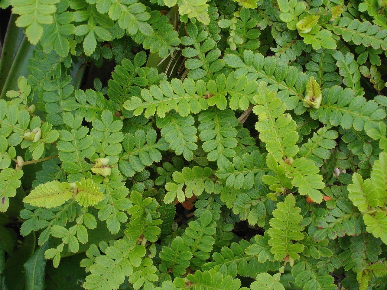 Weinmannia pennata 4