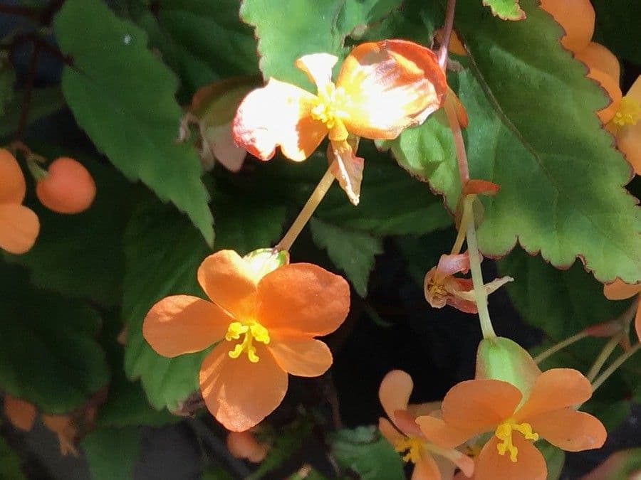 Begonia