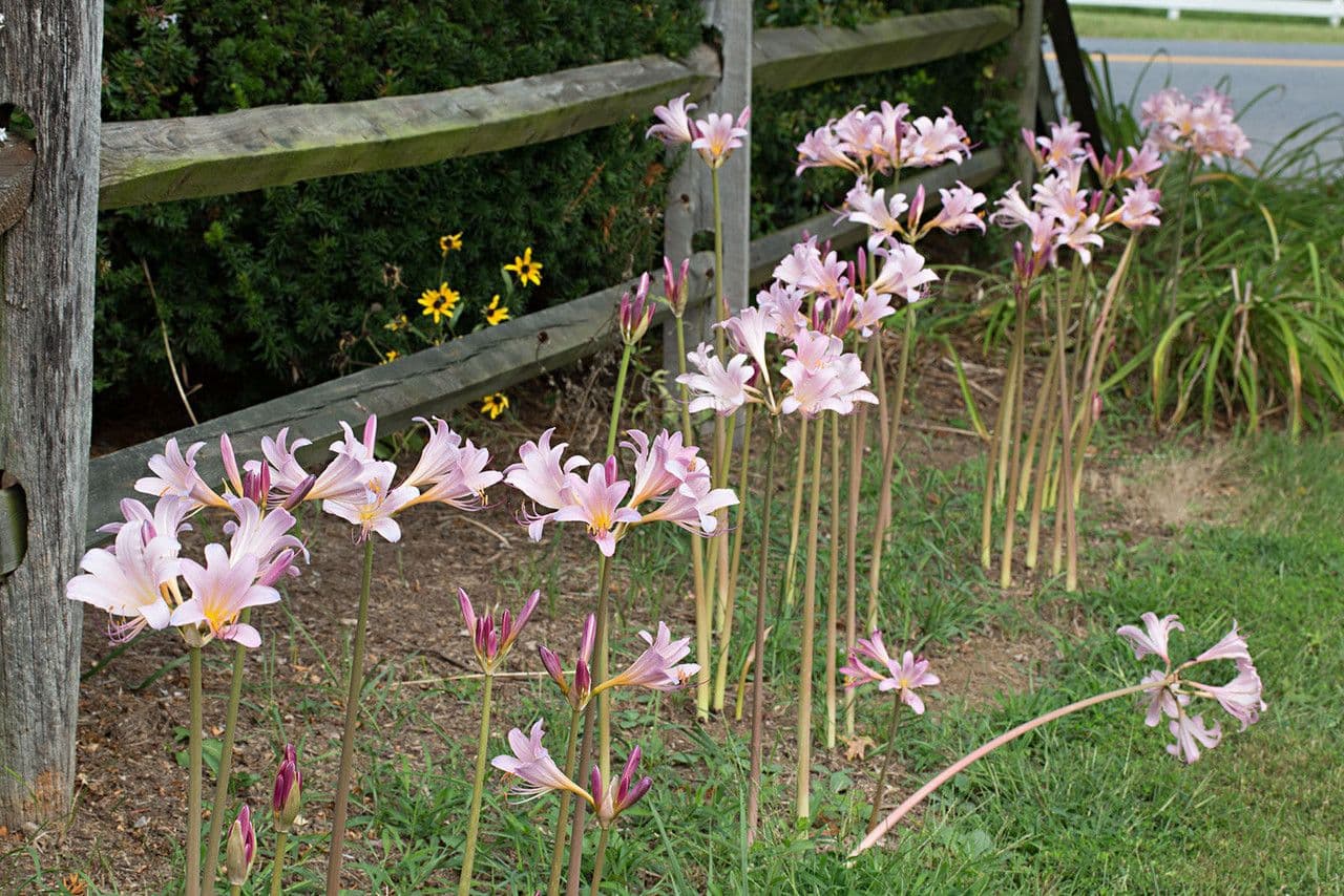 Lycoris 5