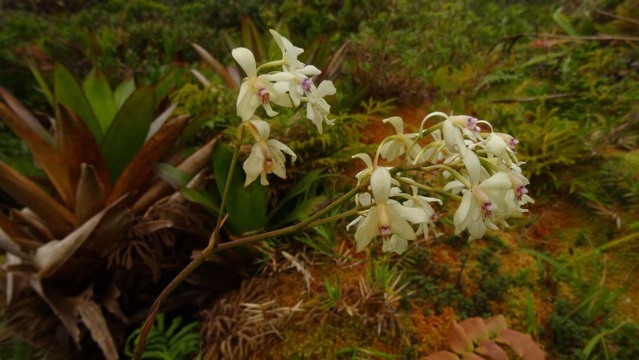 Epidendrum patens 7