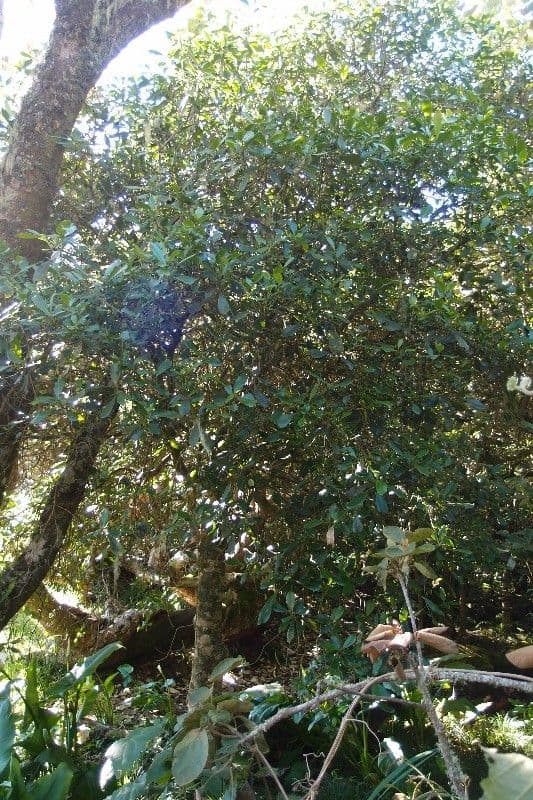 Claoxylon 12