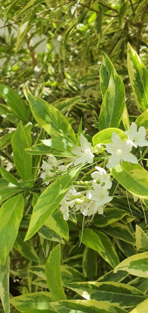 Dirichletia 2