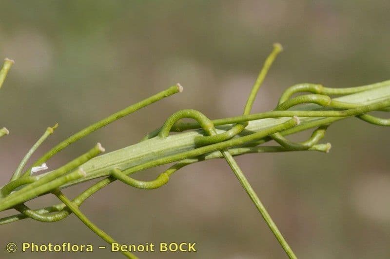 Erba perla d'Austria 21