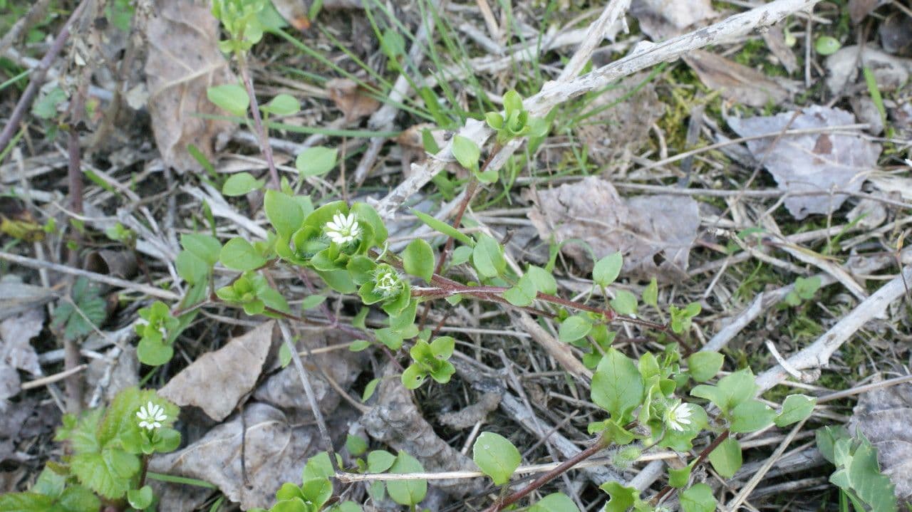 Eclipta 5