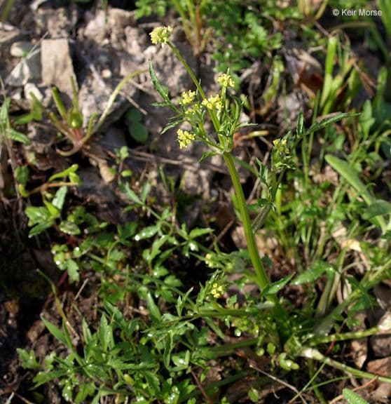 Sanicula dvoupírová 3